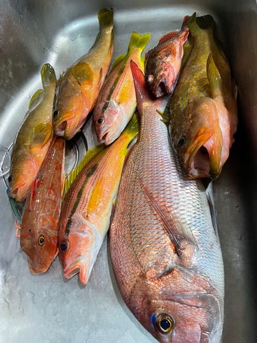 ヨコスジフエダイの釣果