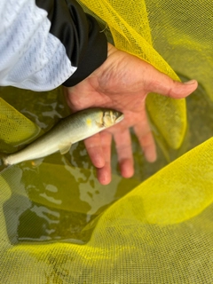 アユの釣果