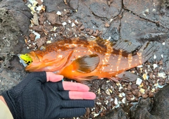 キジハタの釣果