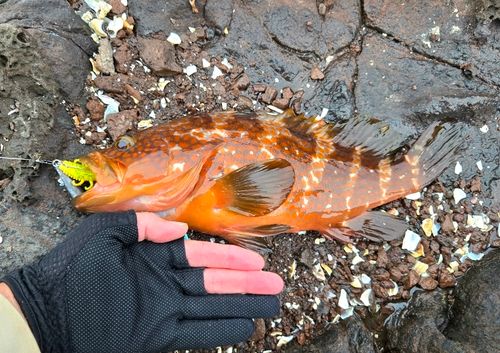 キジハタの釣果