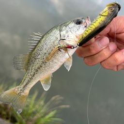 ラージマウスバス