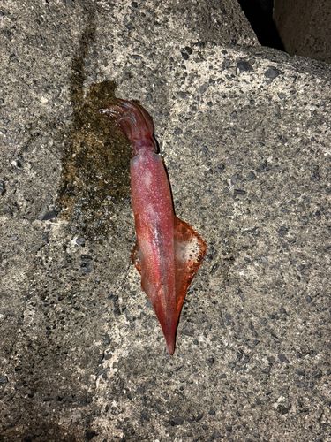ケンサキイカの釣果