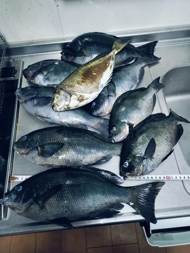 グレの釣果