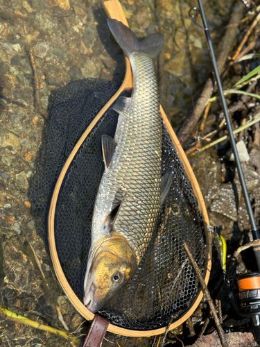 ニゴイの釣果
