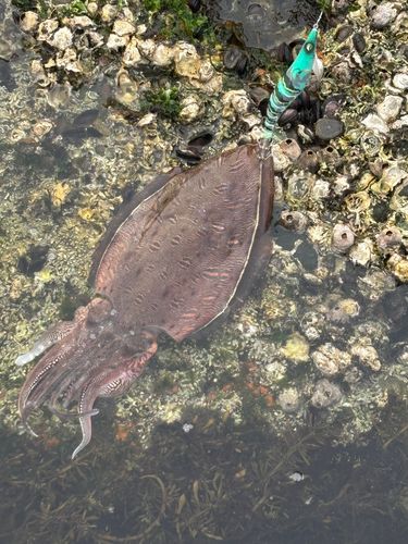 モンゴウイカの釣果