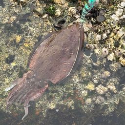 モンゴウイカ