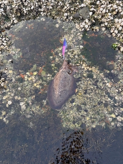 モンゴウイカの釣果