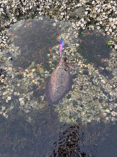 モンゴウイカの釣果