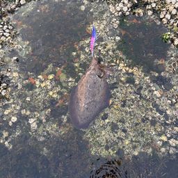 モンゴウイカ