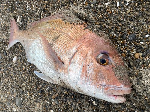 タイの釣果