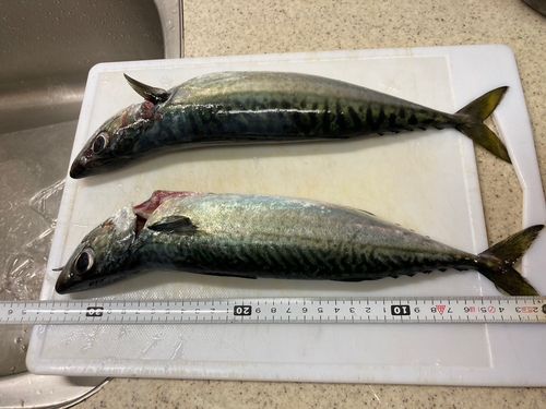 サバの釣果