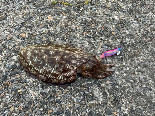 モンゴウイカの釣果