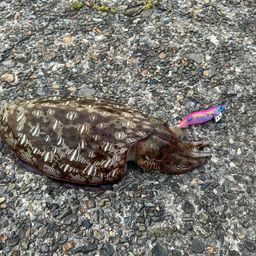 モンゴウイカ