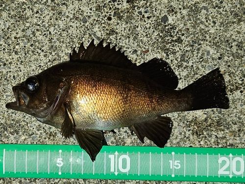 メバルの釣果