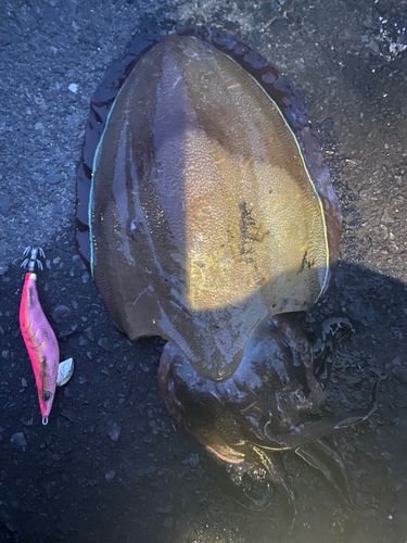 モンゴウイカの釣果