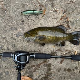 スモールマウスバス