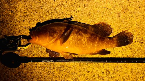アコウの釣果