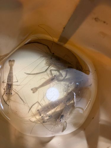 テナガエビの釣果