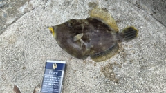 カワハギの釣果