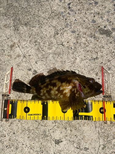 カサゴの釣果