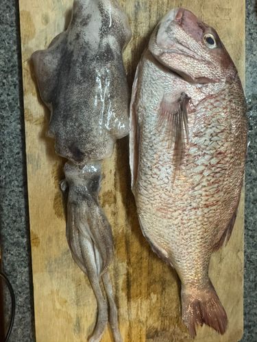 マダイの釣果