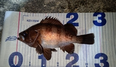 シロメバルの釣果