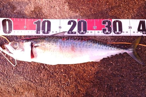 サバの釣果