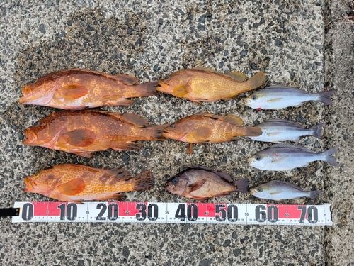 アコウの釣果