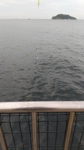 サバの釣果