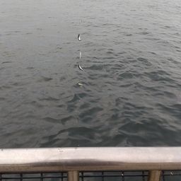 サバ