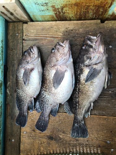 クロソイの釣果