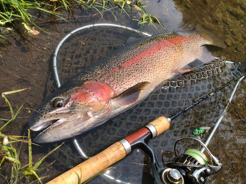 ニジマスの釣果