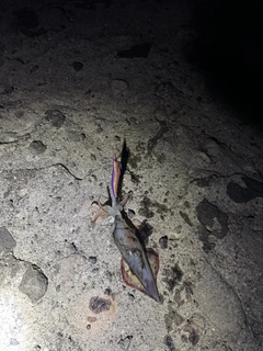 ケンサキイカの釣果