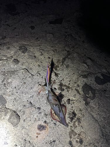 ケンサキイカの釣果