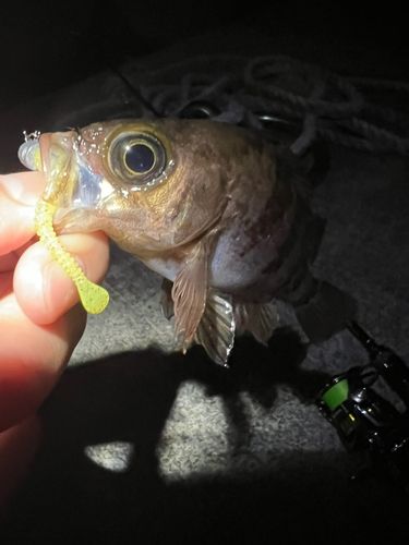 メバルの釣果
