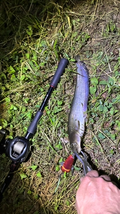 マナマズの釣果