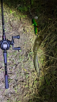 マナマズの釣果