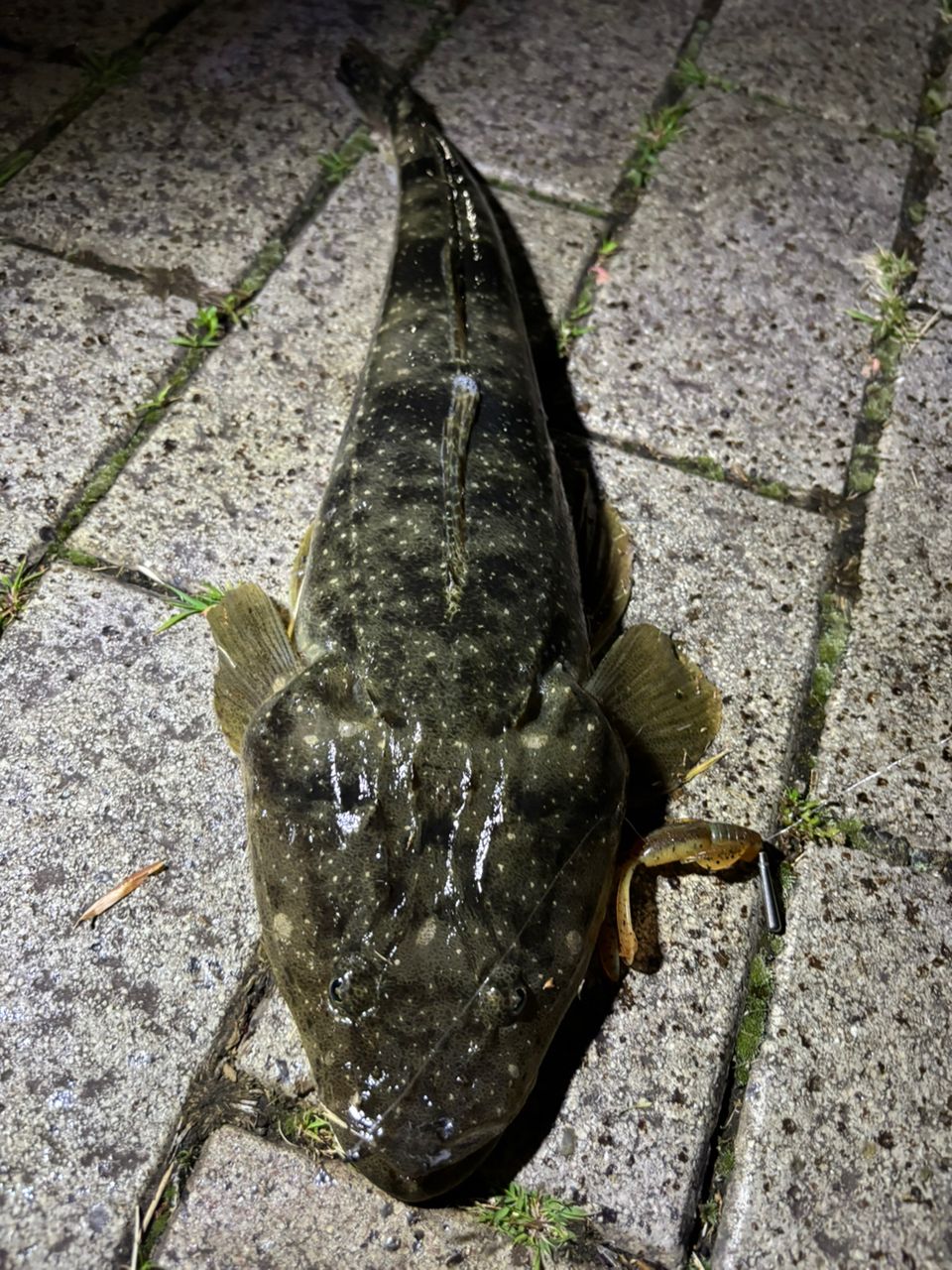 マゴチ