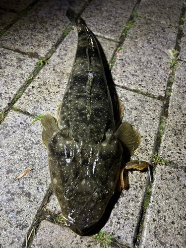マゴチの釣果