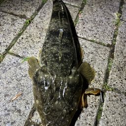 マゴチ