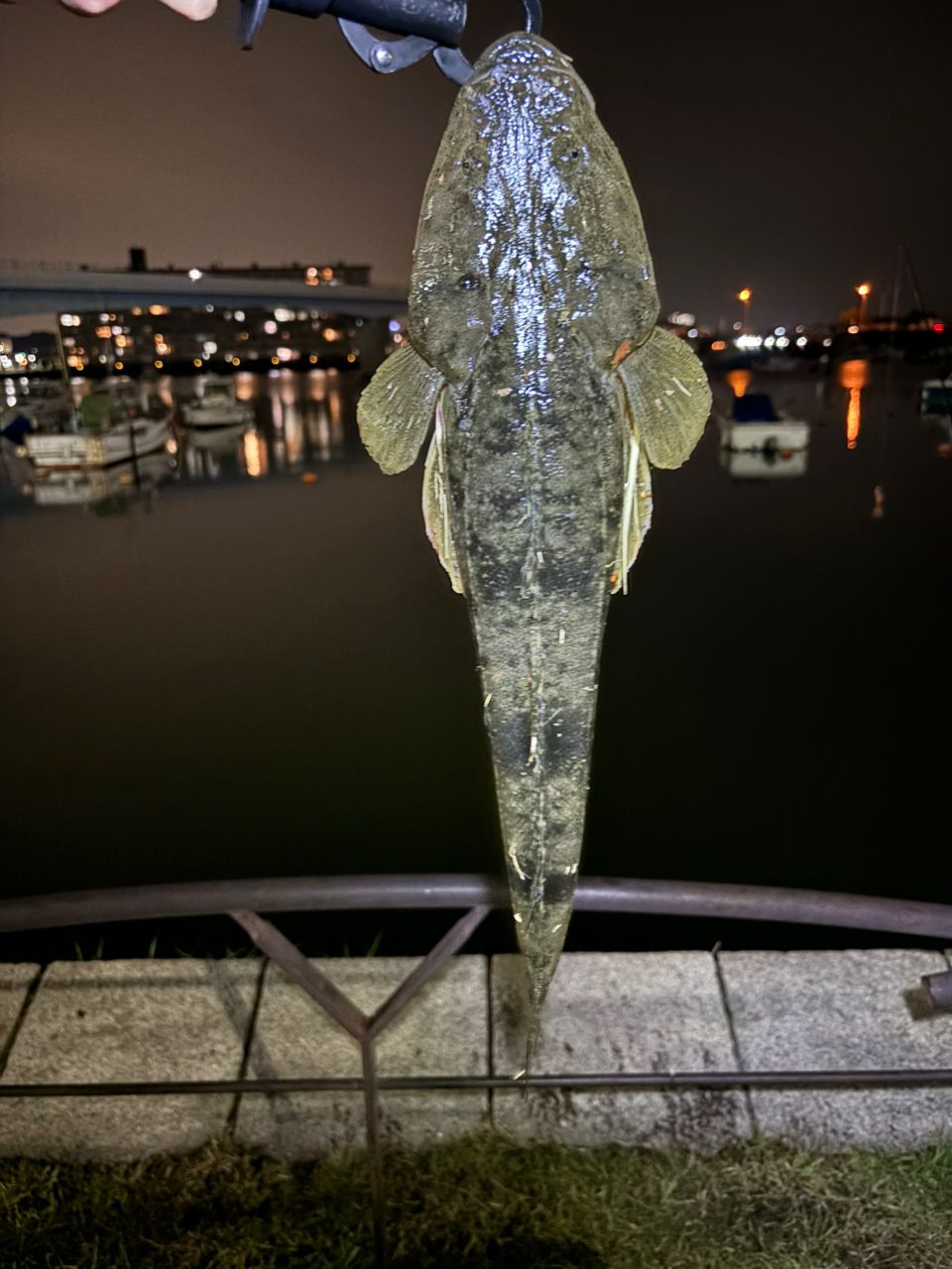マゴチ