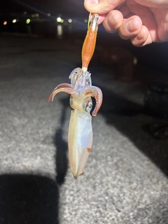 マルイカの釣果