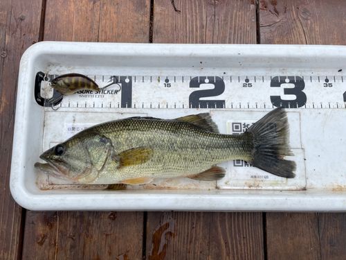 ブラックバスの釣果