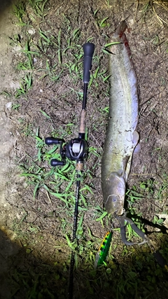 マナマズの釣果