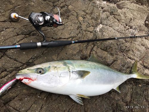 ブリの釣果