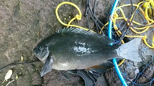 メジナの釣果