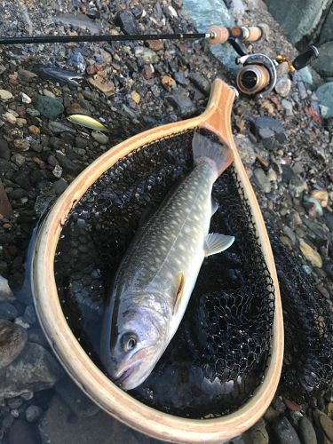 イワナの釣果