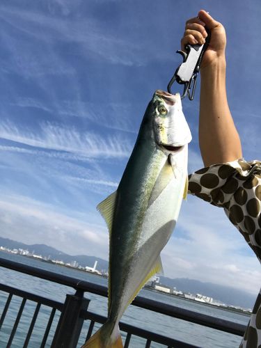 ハマチの釣果