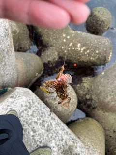 ガシラの釣果