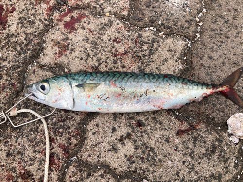 サバの釣果